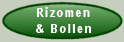 Rizomen en Bollen