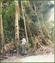 Studying the bark of a tree