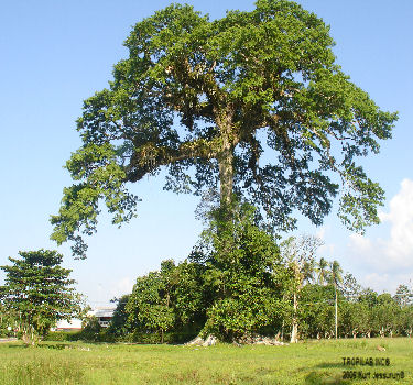 Ceiba pentandra