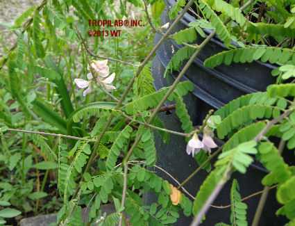 Abrus precatorius - Rosary pea