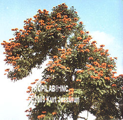 African tulip tree