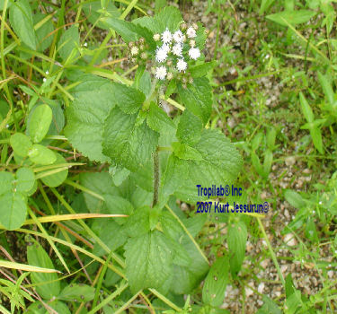 Ageratum conyzoides (Billy goat weed)