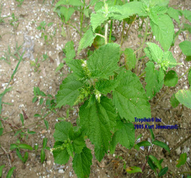 Ageratum conyzoides (Billy goat weed)