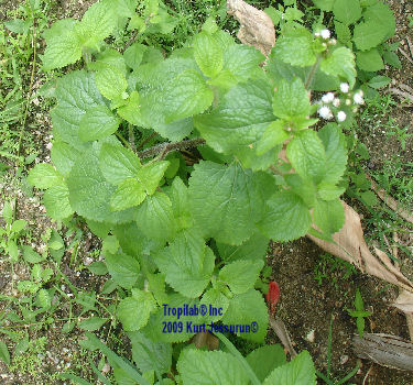 Ageratum conyzoides - Billy goat weed