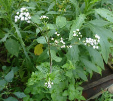 AGERATUM CONYZOIDES