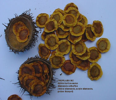 Allamanda cathartica - Golden trumpet seeds