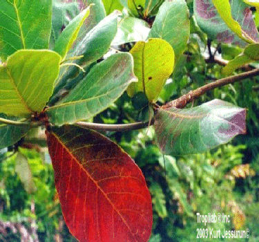 Terminalia catappa - Tropical almond. The leaves seem to get rid of intestinal parasites; treat eye problems, rheumatism, wounds.
 The bark extract promotes considerable wound-healing activity. Stops the bleeding during teeth extraction.