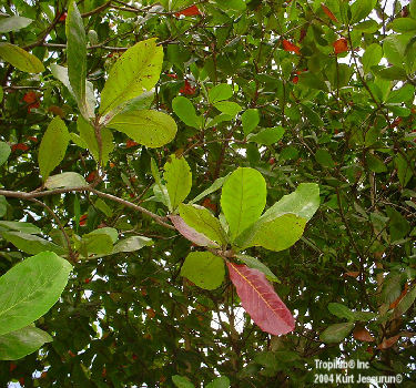 Terminalia catappa - Tropical almond. All parts of the plant (leaves, bark, roots, fruit and wood) are used in traditional
 medicine, such as in dysentery; dressing of rheumatic joints; treating coughs and asthma. The fruit may be helpful in treatment of leprosy, headaches, in reducing travel nausea.