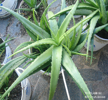 Aloe vera