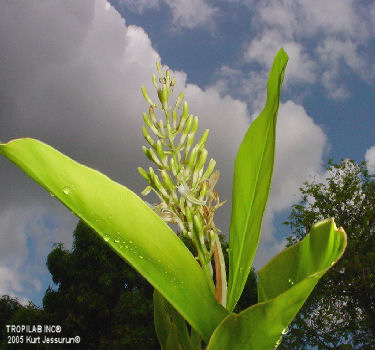 Alpinia galanga - Greater galangal flower