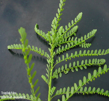 Phyllanthus amarus