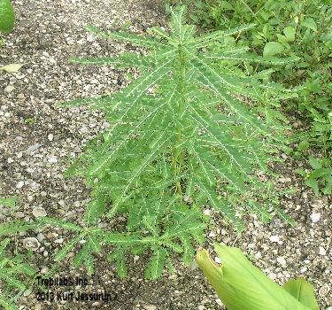 Phyllanthus amarus