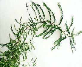 Phyllanthus amarus