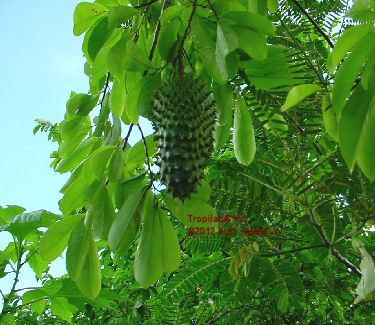 Annona muricata