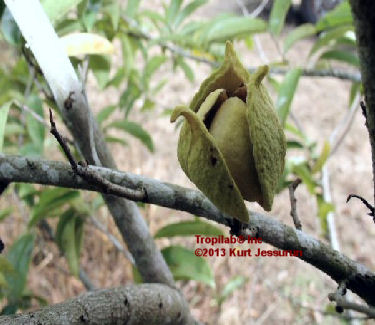 Annona muricata blossom