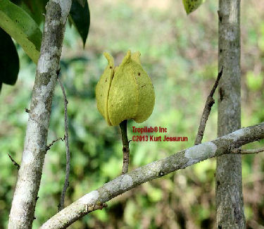 Annona muricata blossom