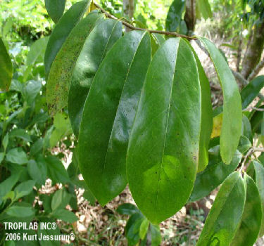 Annona muricata - Graviola - Zuurzak bladeren