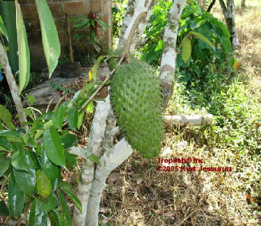 Annona muricata