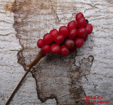 Anthurium gracile