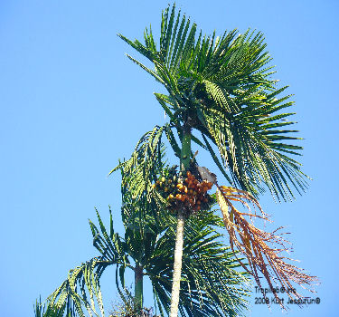 Areca catechu