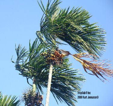 Areca catechu