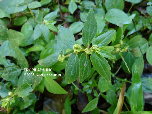 Euphorbia hirta - Asthma weed, a common medicinal plant, which is used in a variety of diseases i.e. cough, asthma, colic, dysentery and genito-urinary diseases.