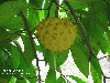 Annona atemoya