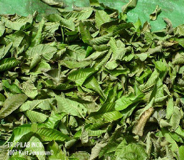 Lagerstroemia speciosa - Banaba leaves