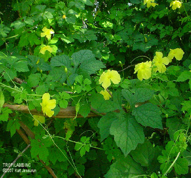 Momordica charantia flowers