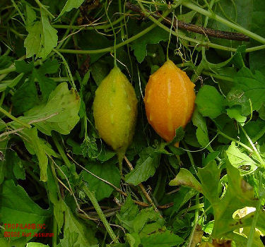 Bittermelon fruits