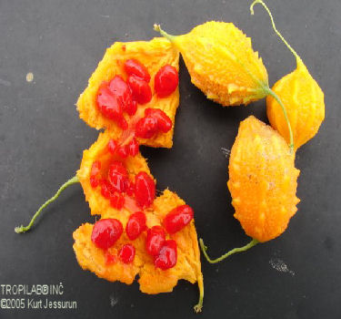 Bittermelon fruit and seeds