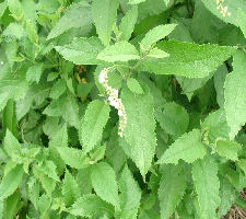 Cordia curassavica