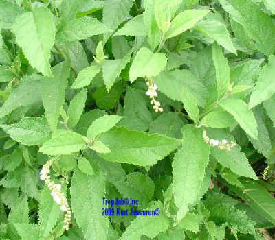 Cordia curassavica - Black sage. Leaves are used to treat colds and cough; also to treat infections, rheumatism and arthritis. Due
 to the anti-inflammatory it is also used against skin diseases, malaria, flu and fever.