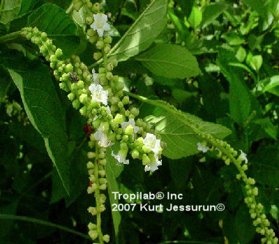 Cordia curassavica flowers