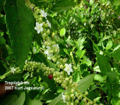 Cordia curassavica flowers