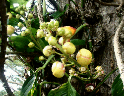 Cannonball bloemen