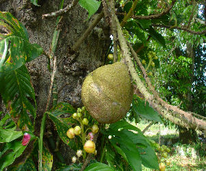 Couroupita guianensis- Cannonball tree fruit