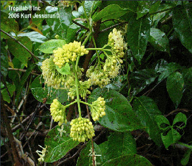 Uncaria guianensis flowers