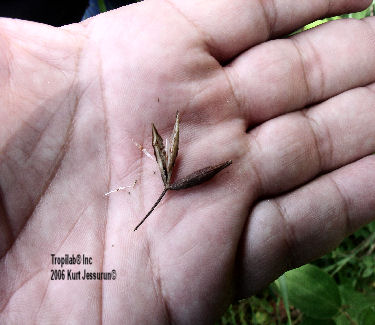 Uncaria guianensis with seedpods