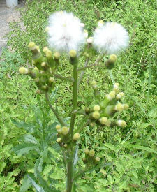 CHENOPODIUM AMBROSIOIDES 