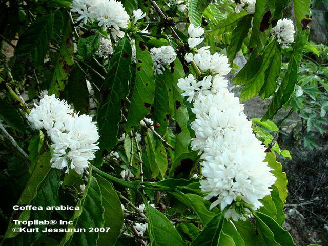 Coffea arabica flowers