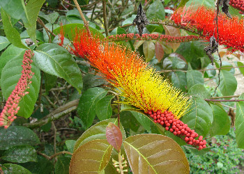  Chamelion vine