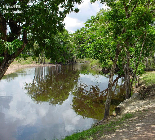 Creek Zanderij Savanna 