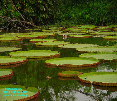 Victoria amazonica