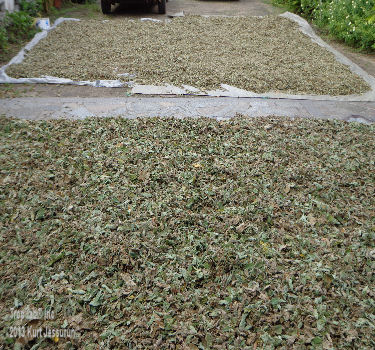 waltheria leaves drying