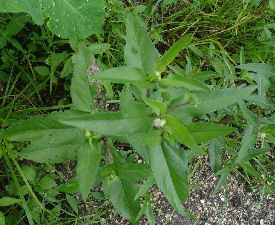 ECLIPTA ALBA