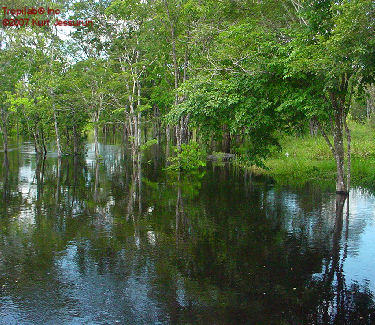 Flooded forest