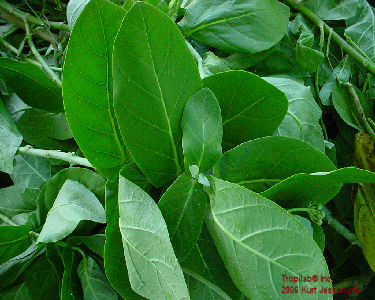 Calotropis gigantea