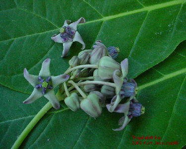 Calotropis gigantea