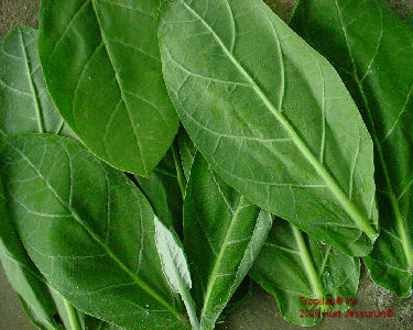 Calotropis gigantea